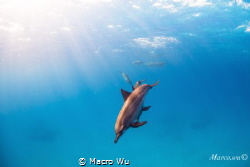 Playful dolphin by Macro Wu 